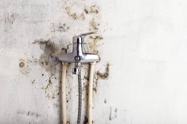 Best Mold Cleaning Services  in Floresville, TX
