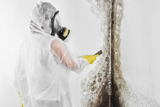 Best Local Mold Removal Service  in Floresville, TX