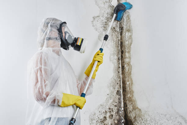 Best Professional Mold Removal  in Floresville, TX