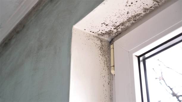 Mold Removal Process