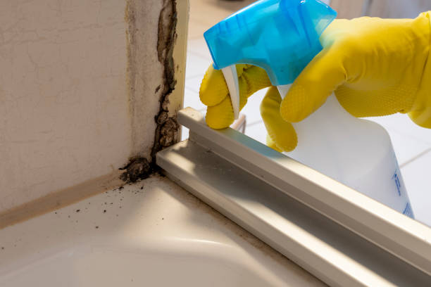 Best Home Mold Removal  in Floresville, TX