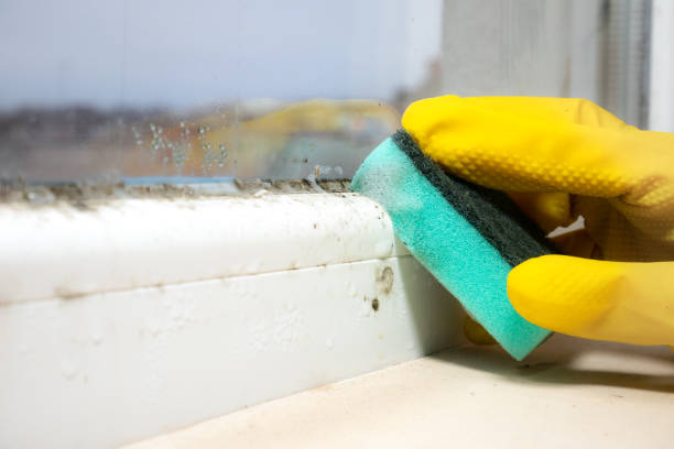 Best Toxic Mold Removal  in Floresville, TX