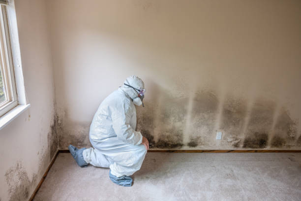 Best Attic Mold Removal  in Floresville, TX