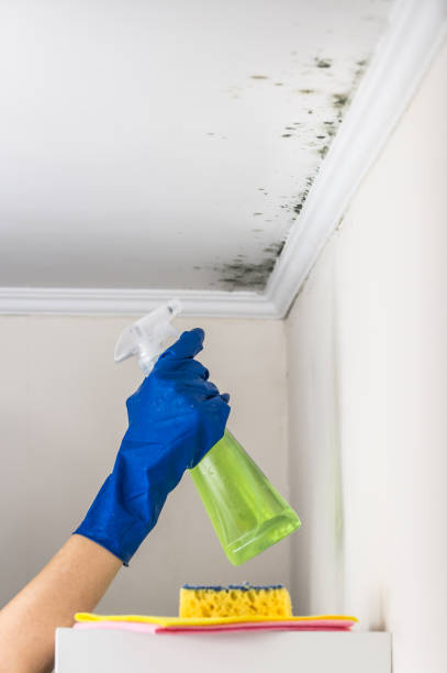 Trusted Floresville, TX Mold Removal Experts